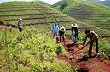 Chung sức bảo vệ và phát triển cây cao su
